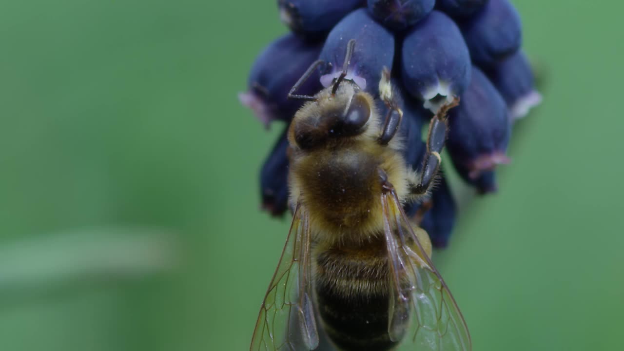 蜜蜂视频素材