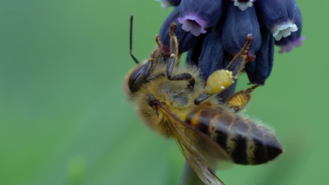 蜜蜂视频素材