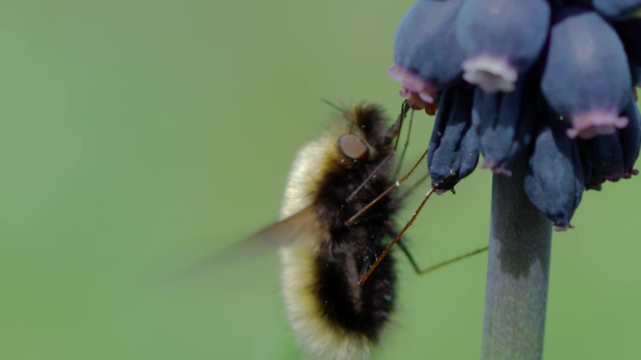 蜜蜂视频素材