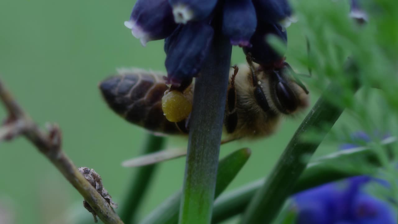 蜜蜂视频素材