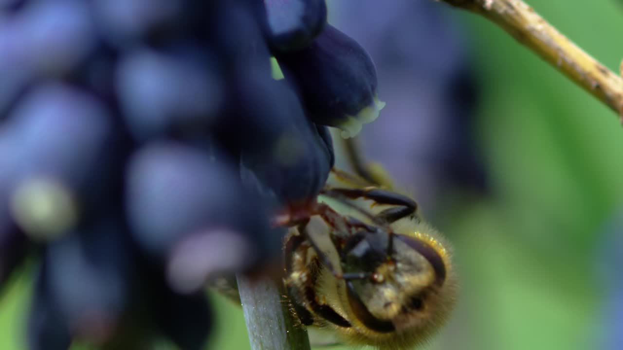 蜜蜂视频素材