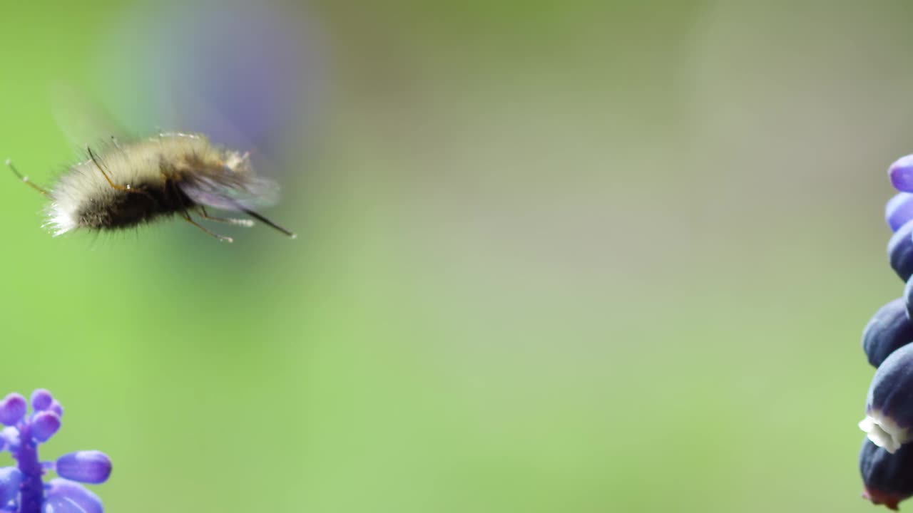 蜜蜂视频素材