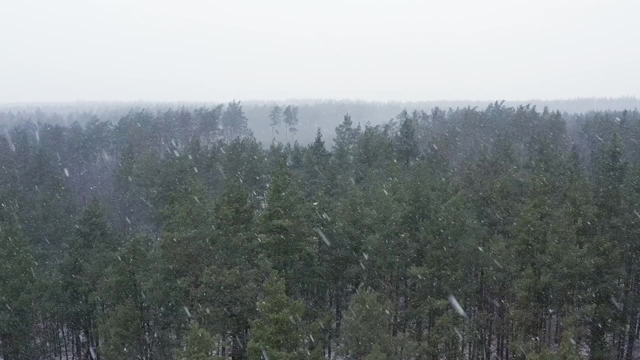 冬季森林中暴雪的鸟瞰图。视频素材