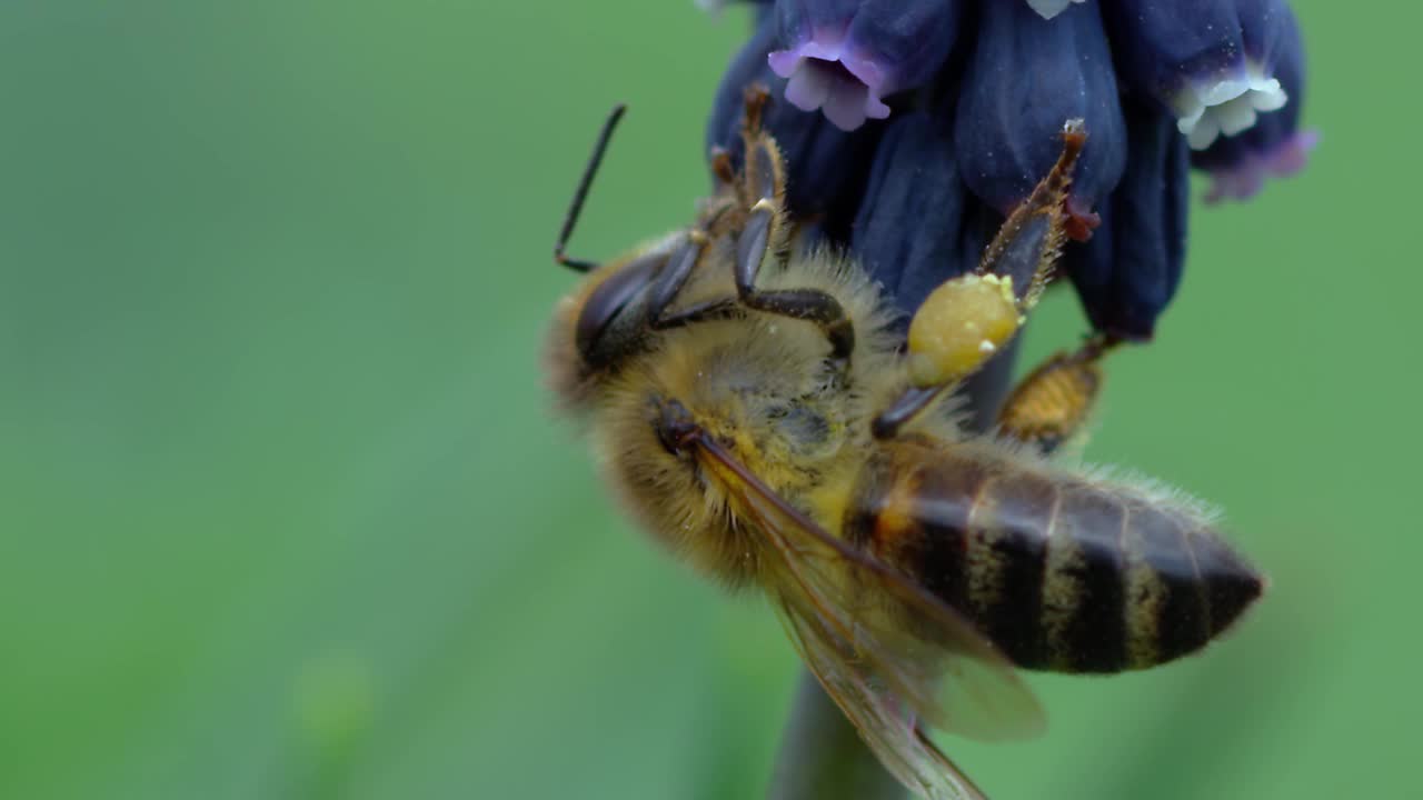 蜜蜂视频素材