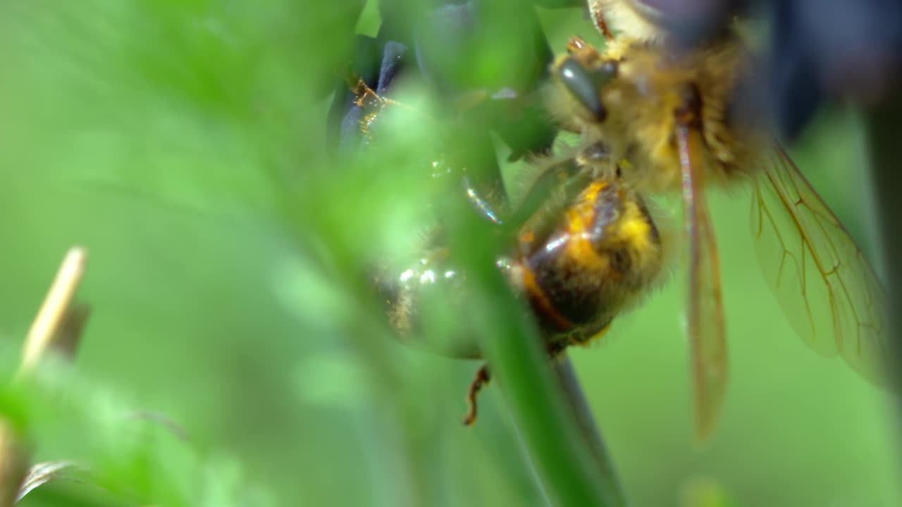 蜜蜂视频素材