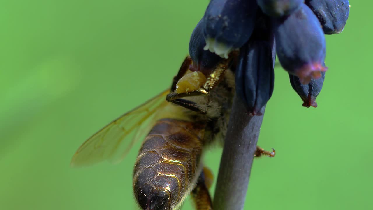 蜜蜂视频素材