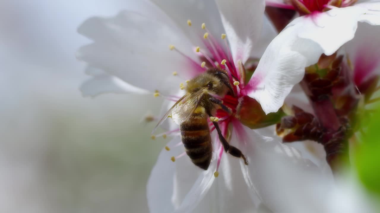 蜜蜂视频素材