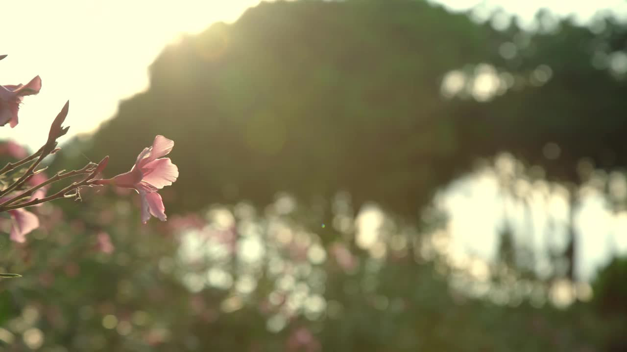 粉红色夹竹桃花在公园对着模糊的山视频素材