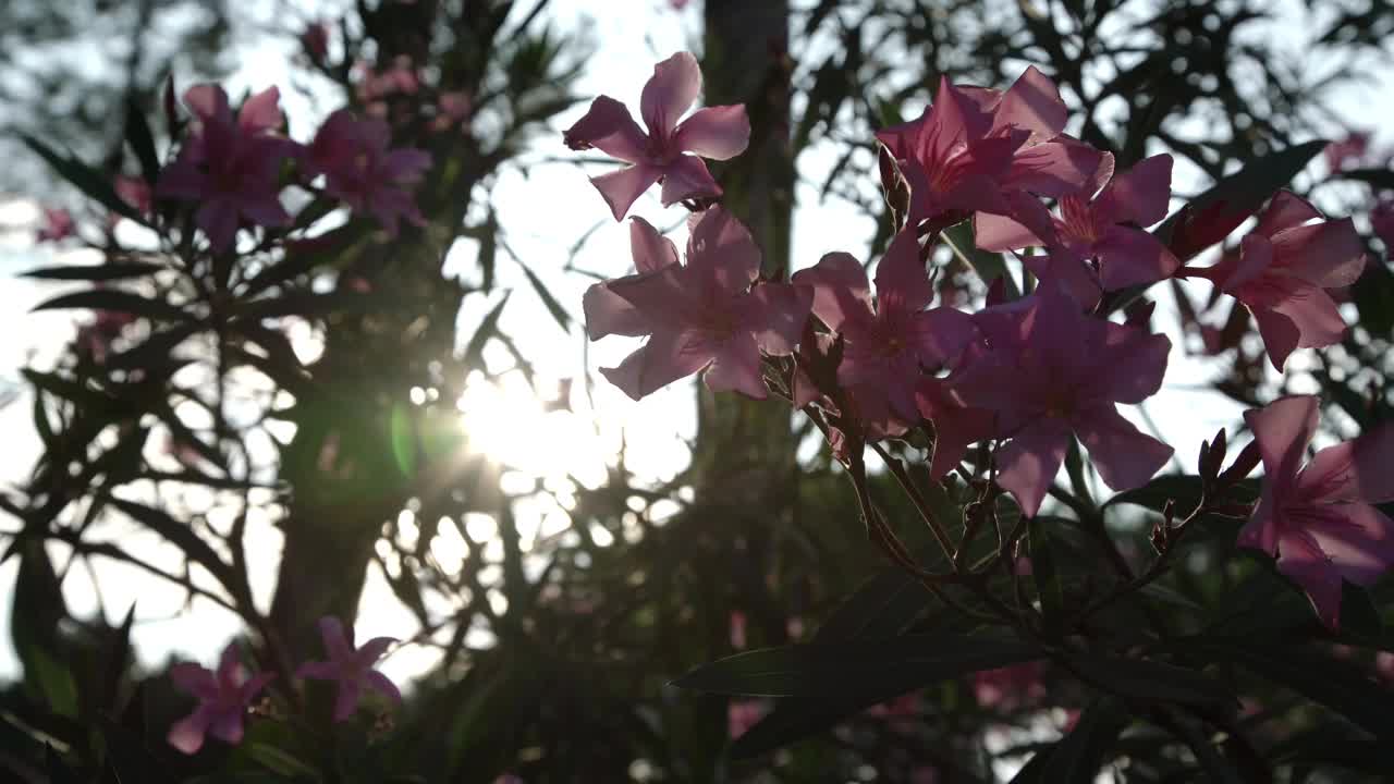 粉红色夹竹桃花在树枝上在日落光线特写视频素材