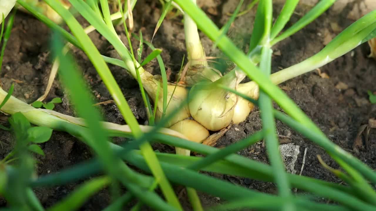 青葱长在土床上。在有机农场种植蔬菜视频素材