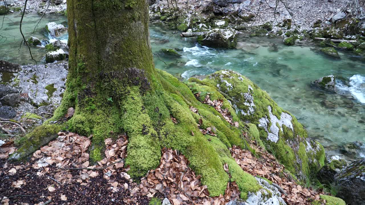 苔藓覆盖的树木和石头沿小溪在下奥地利视频素材