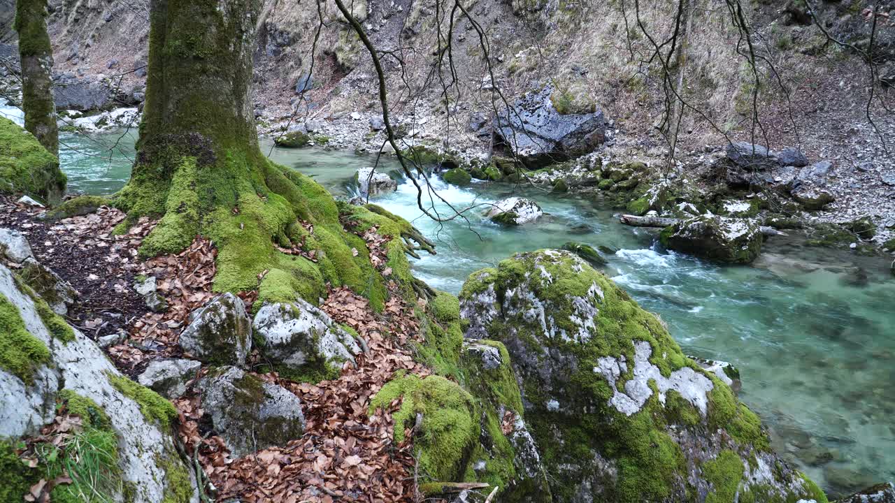 苔藓覆盖的树木和石头沿小溪在下奥地利视频素材