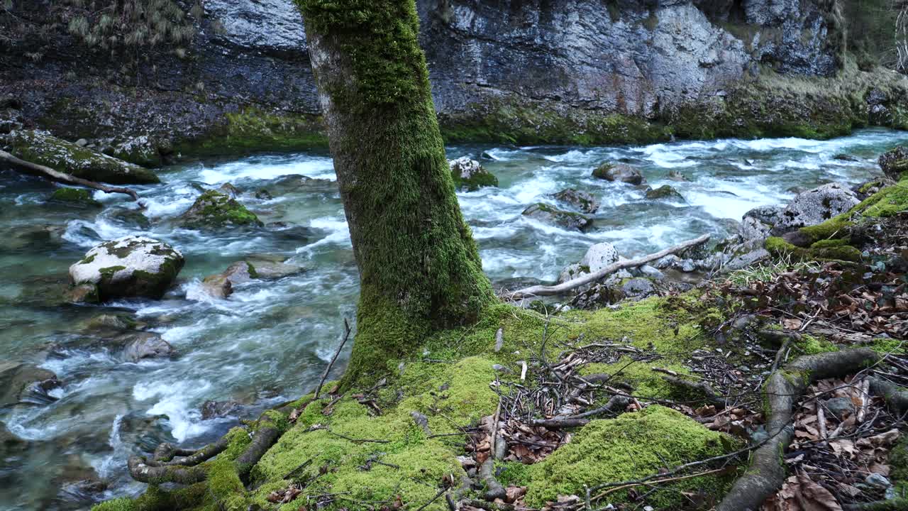 苔藓覆盖的树木和石头沿小溪在下奥地利视频素材