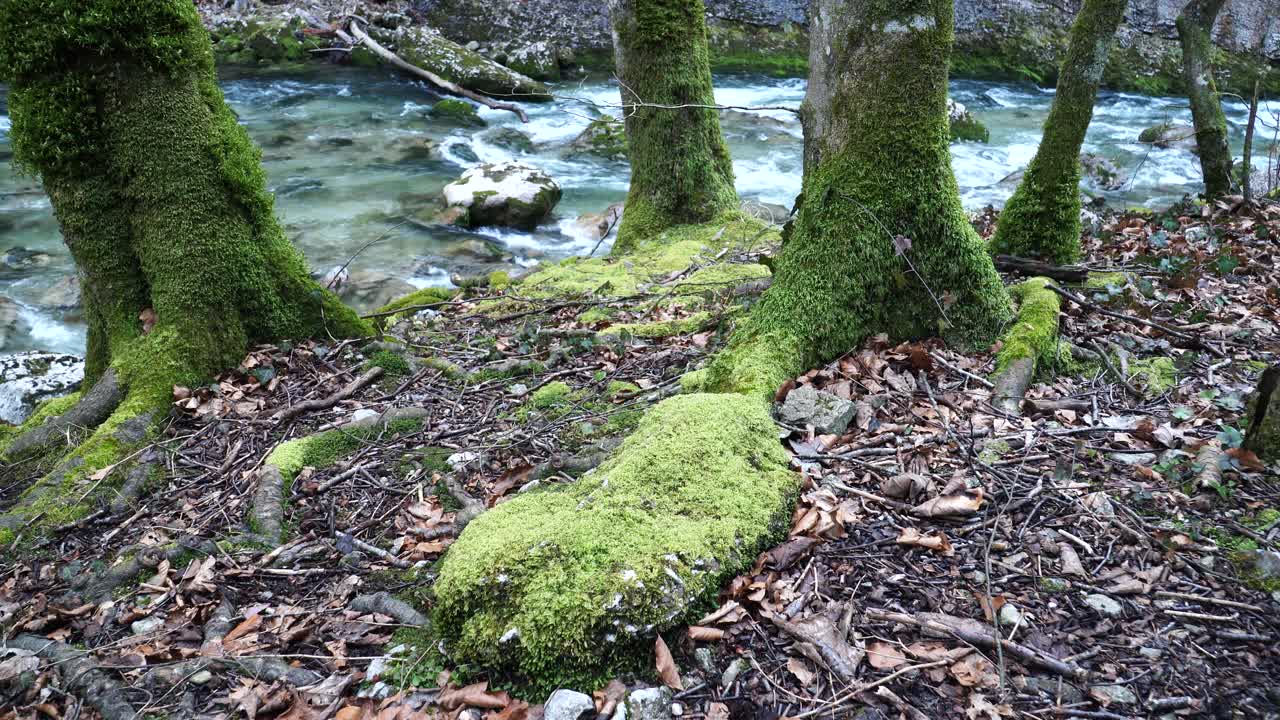 苔藓覆盖的树木和石头沿小溪在下奥地利视频素材