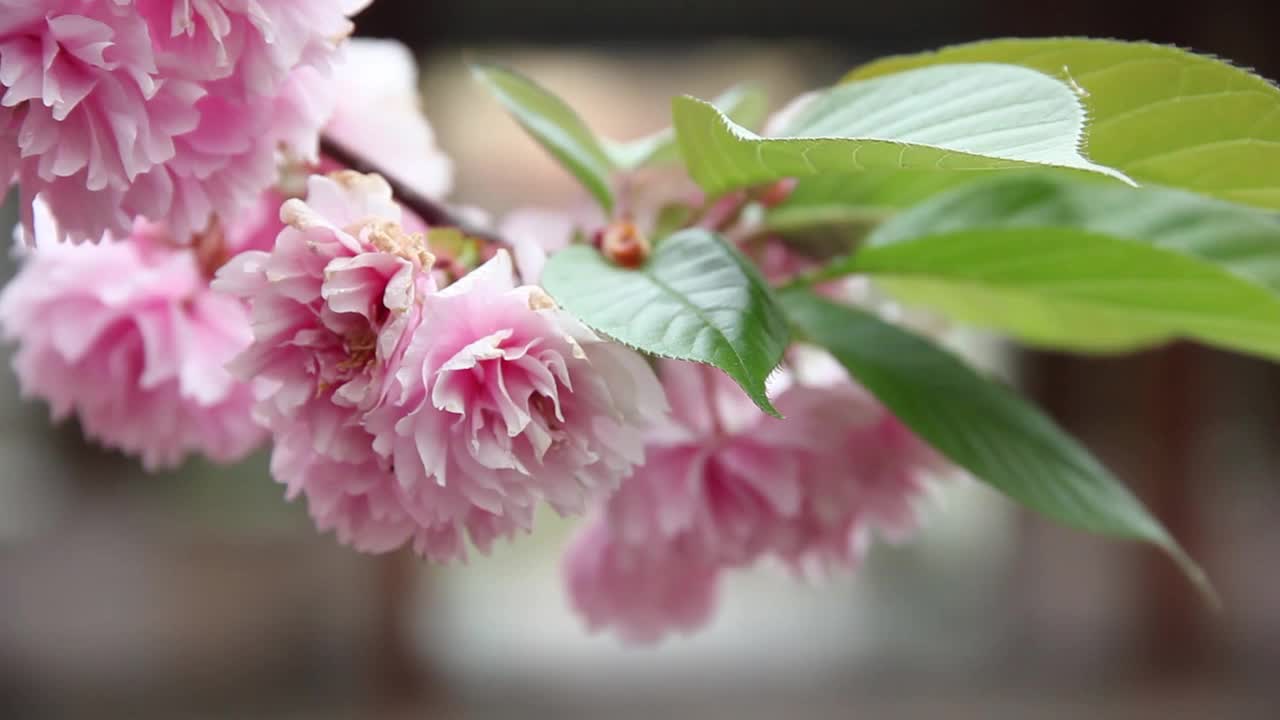 花自然植物视频素材