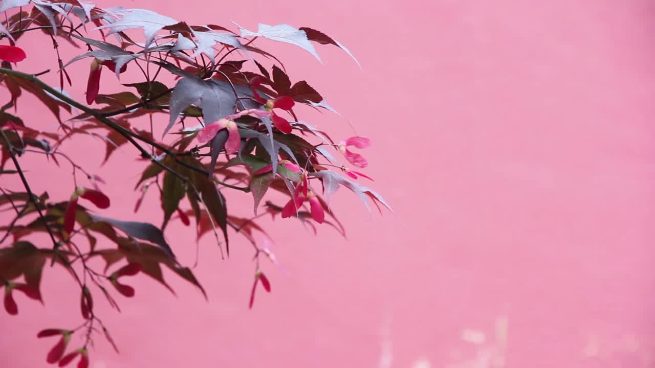 花自然植物视频素材