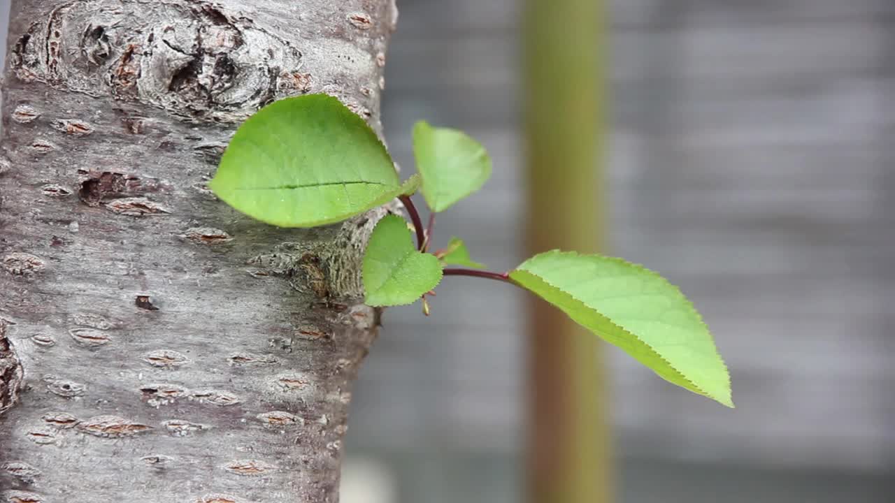 花自然植物视频素材