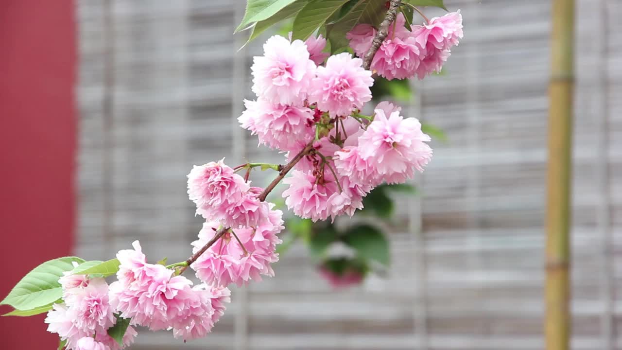 花自然植物视频素材