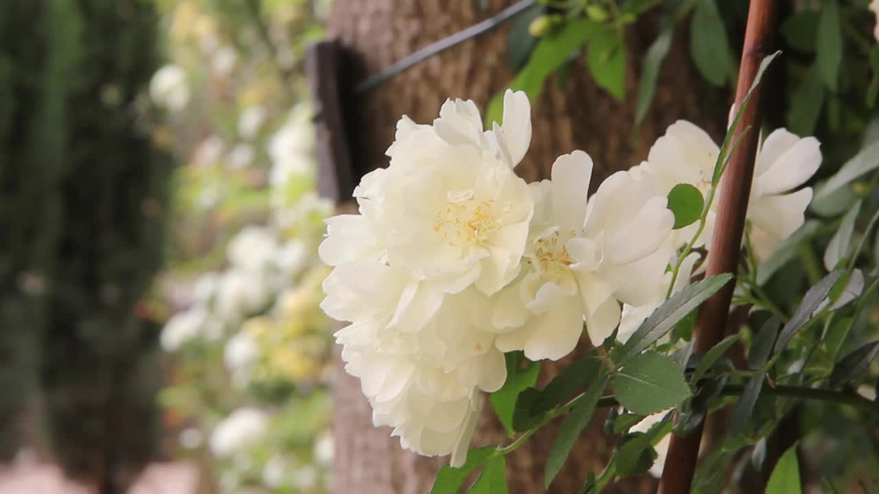 花自然植物视频素材