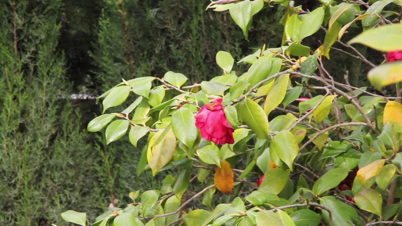 花自然植物视频素材