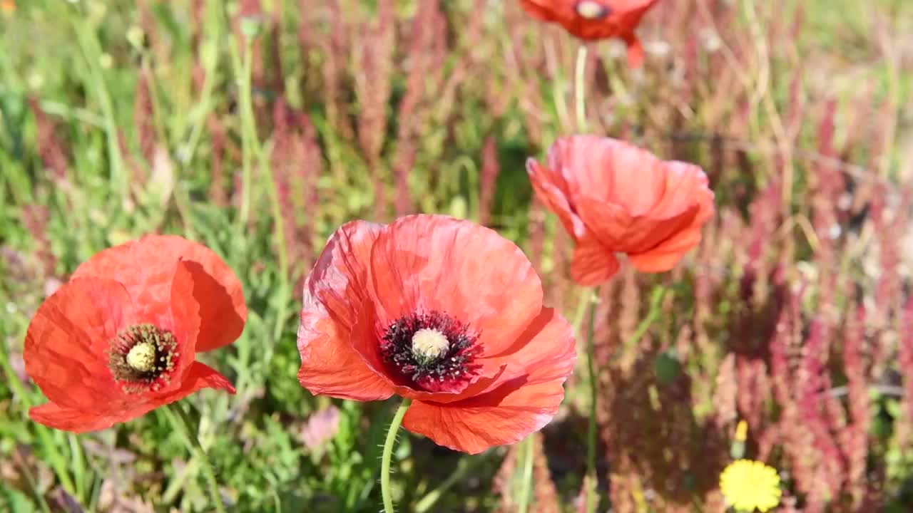 罂粟花随风摇曳、飘动视频素材