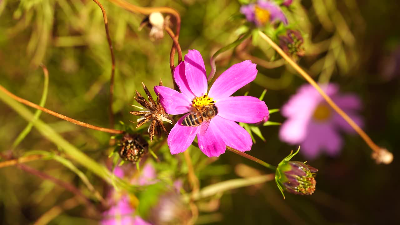 一只野蜜蜂从粉红色的花朵上采集花蜜。模糊的绿色背景。特写镜头视频素材