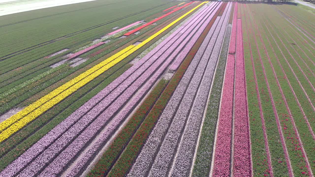 一架4k无人机在荷兰春天的郁金香田上空飞行。无人机视图盛开的多色荷兰郁金香田在一个荷兰景观荷兰。旅游和度假的概念。视频素材