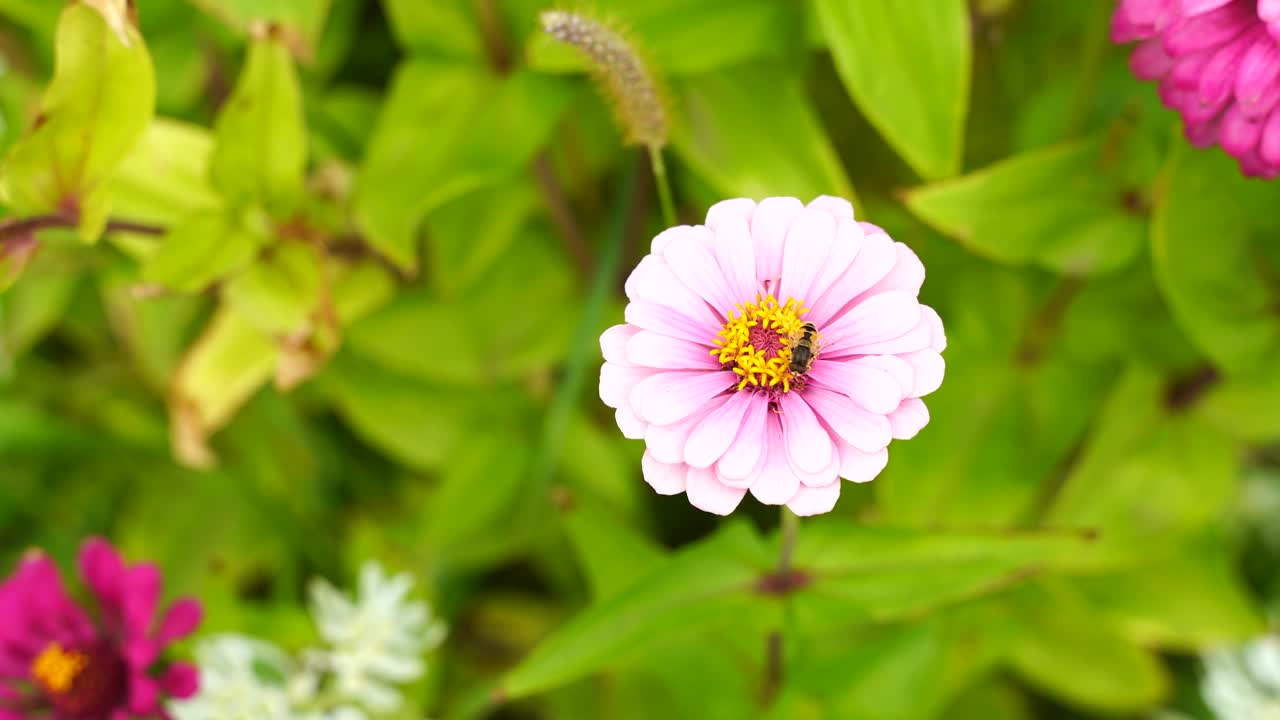 一只野蜜蜂从粉红色的花朵上采集花蜜。模糊的绿色背景。特写镜头视频素材