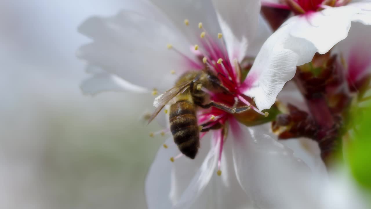 蜜蜂视频素材