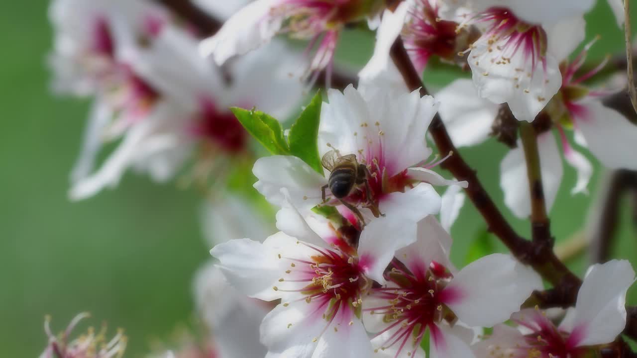 蜜蜂视频素材