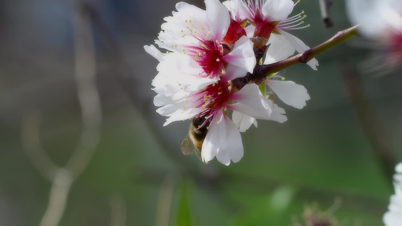 蜜蜂视频素材