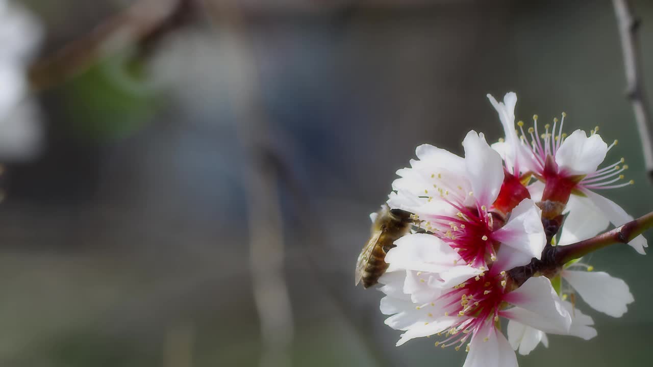 蜜蜂视频素材