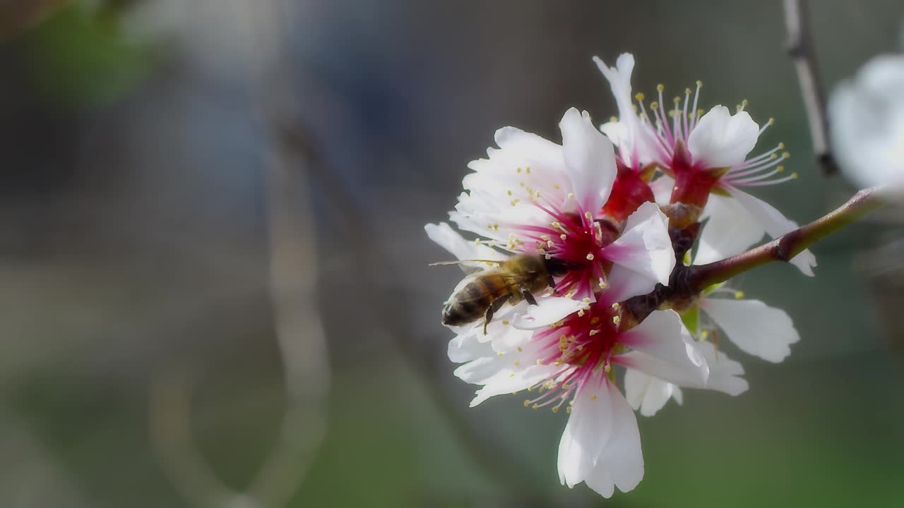 蜜蜂视频素材