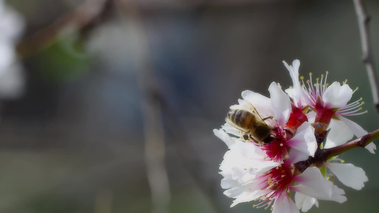 蜜蜂视频素材