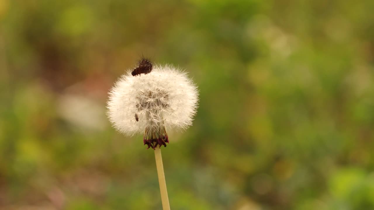 蒲公英视频素材