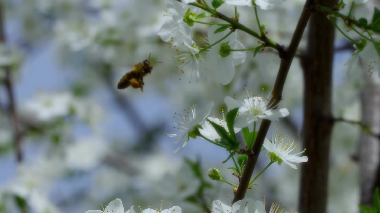 蜜蜂视频素材