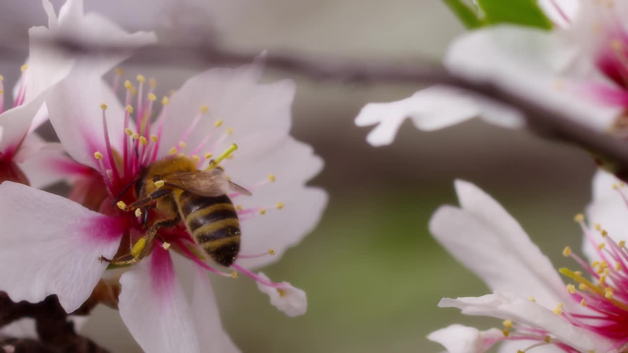 蜜蜂视频素材