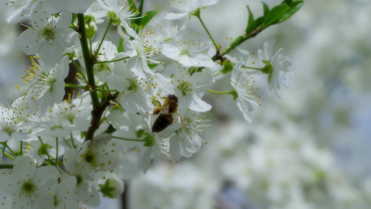 蜜蜂视频素材