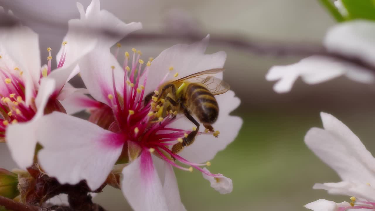 蜜蜂视频素材