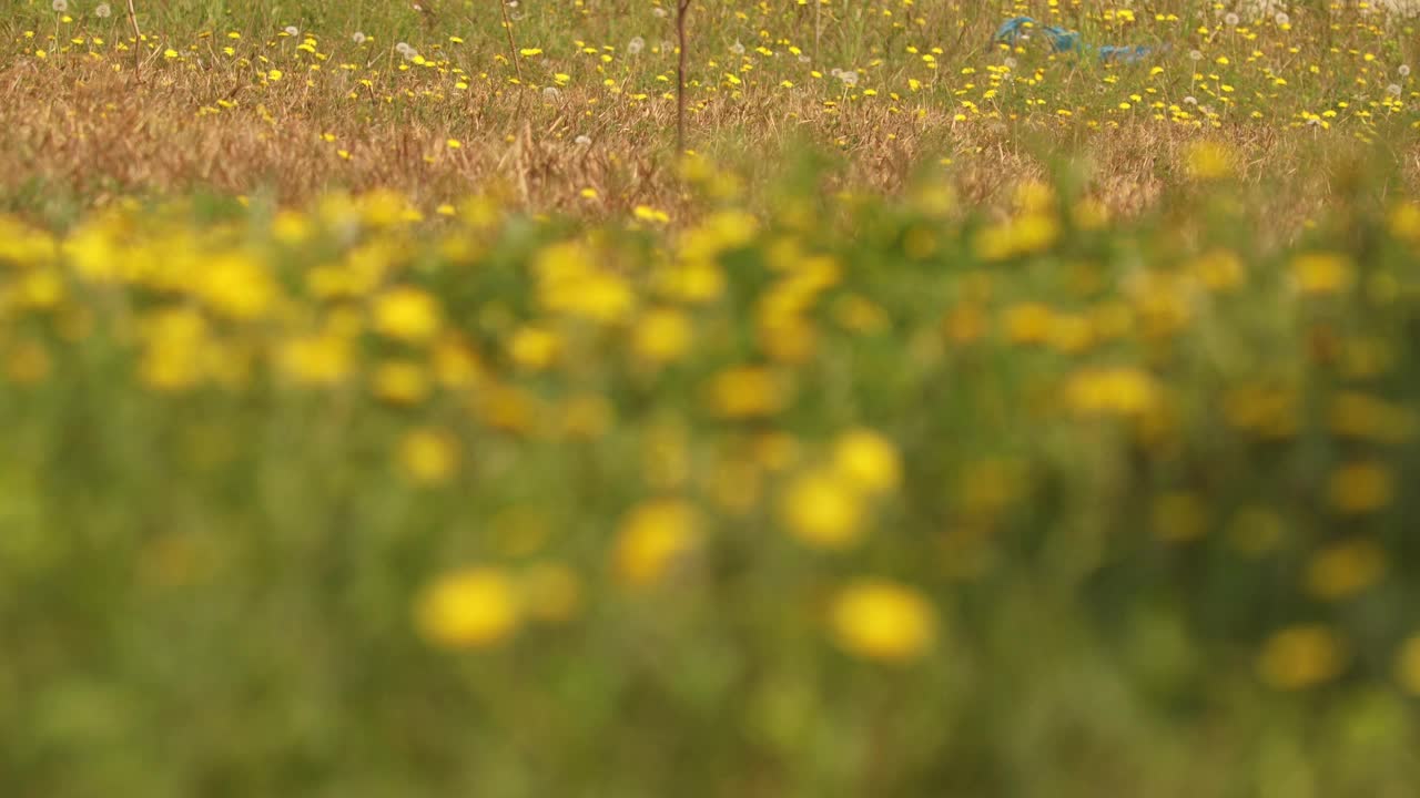 蒲公英视频素材