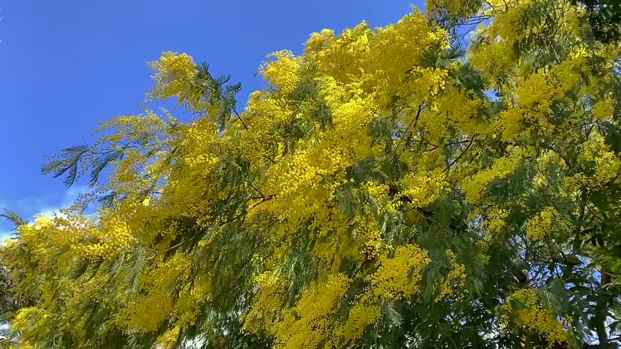 早春盛开的黄色银荆花。视频素材