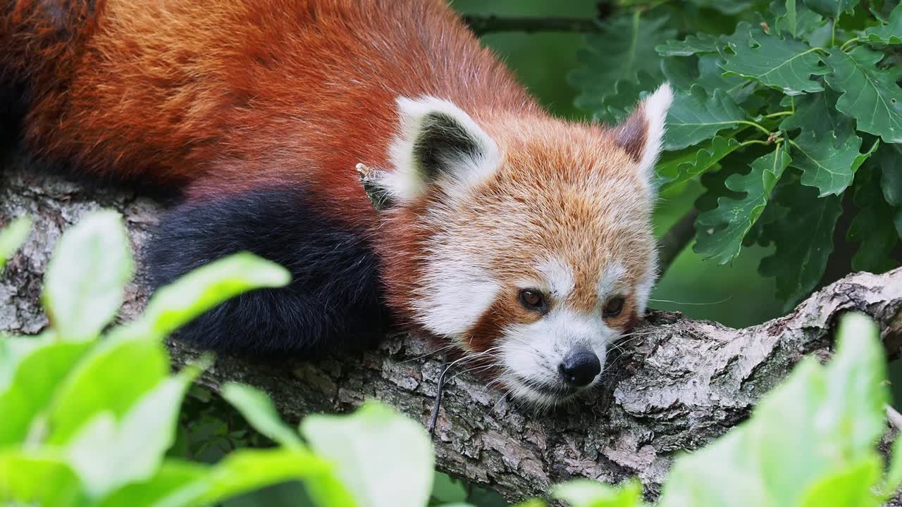 小熊猫在树上。可爱的熊猫栖息在森林里，小熊座。视频素材