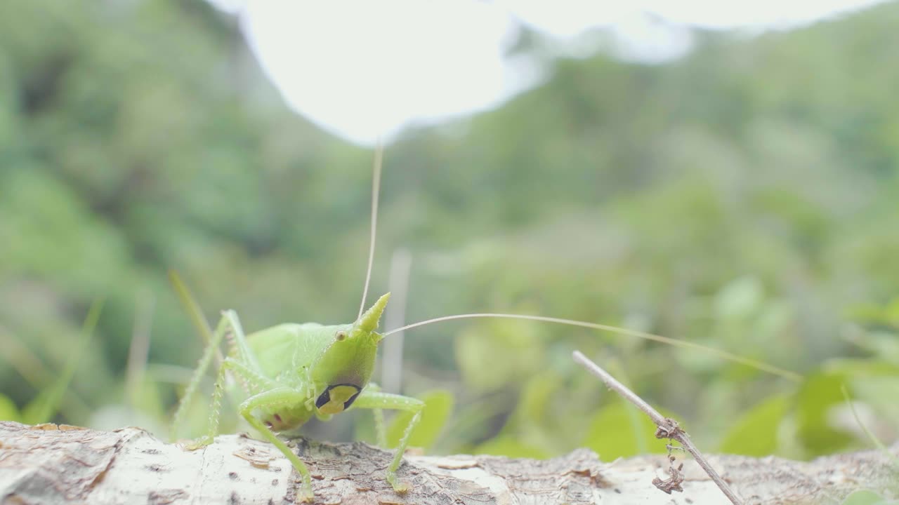 在一个阴天玻利维亚的安博罗国家公园的原木上的绿色蚱蜢视频素材