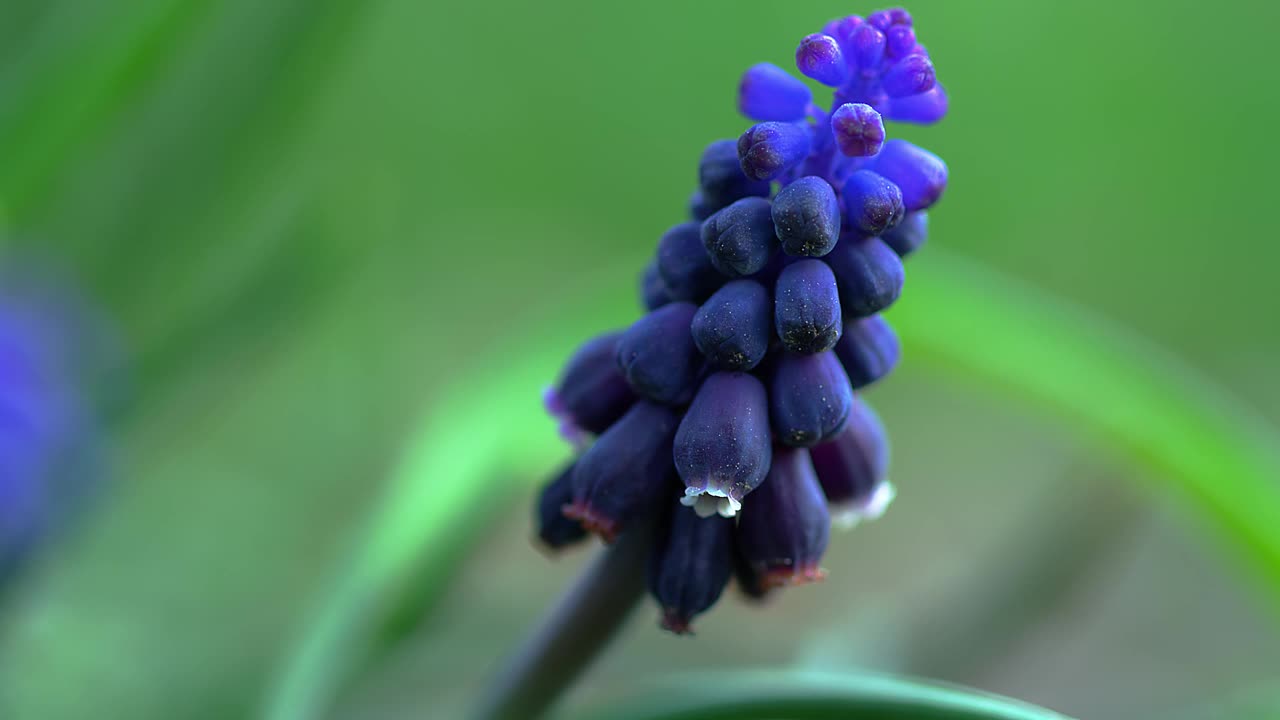 春天的花朵视频素材