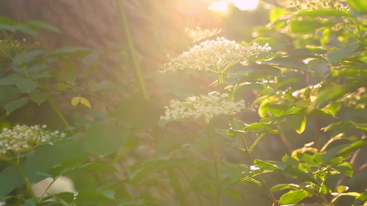 接骨木花在自然界视频素材