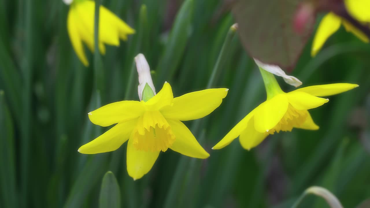 春天的花朵视频素材