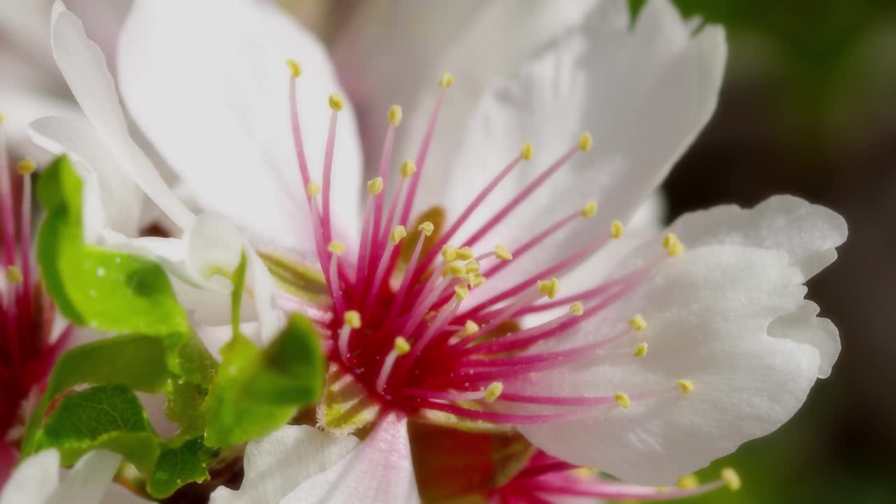 春天的花朵视频素材