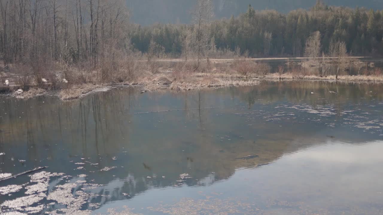 一群加拿大雁在湖上降落视频素材