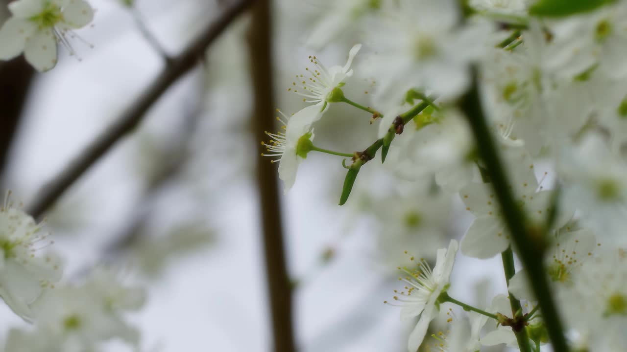 春天的花朵视频素材