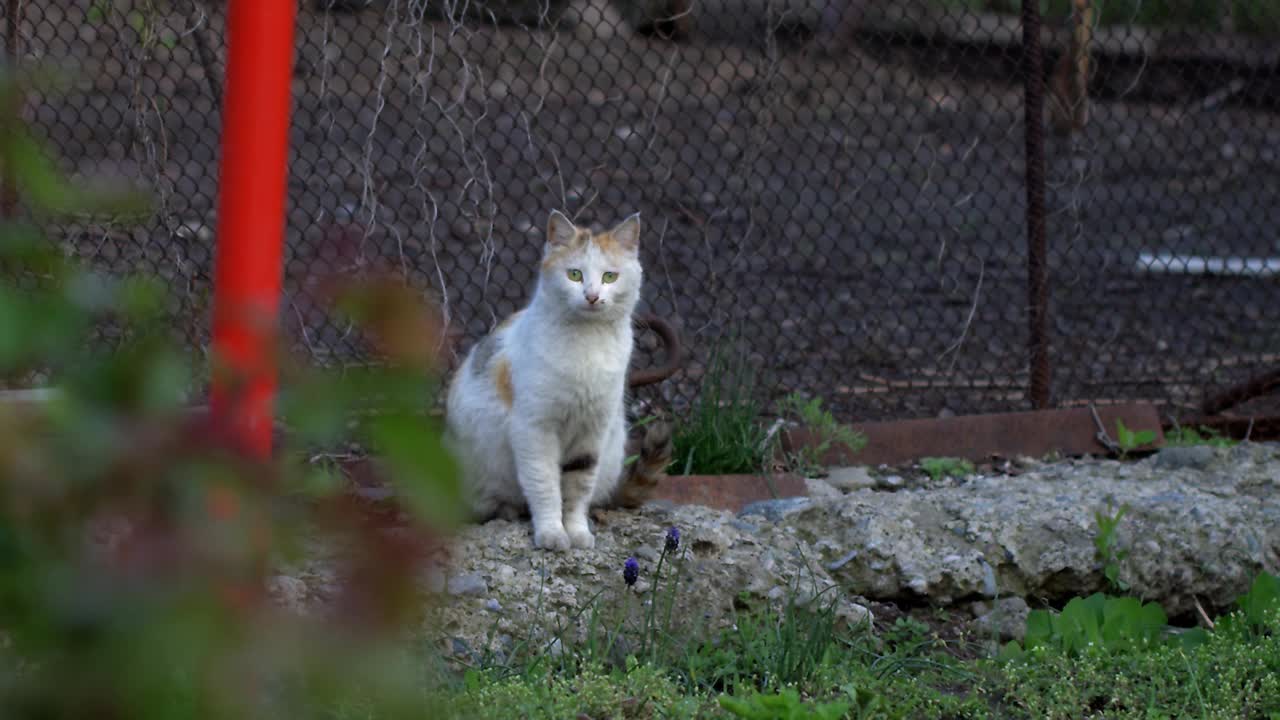 猫在院子里视频素材